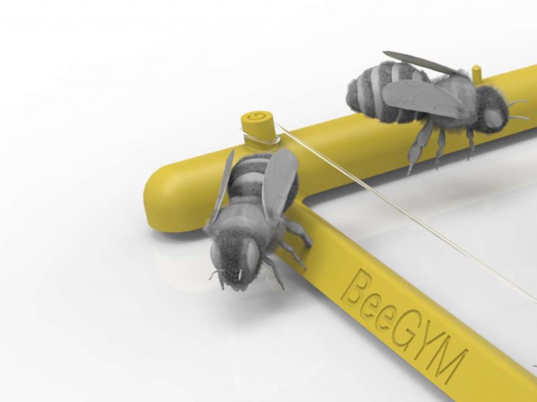 BeeGym